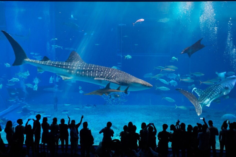 Georgia Aquarium