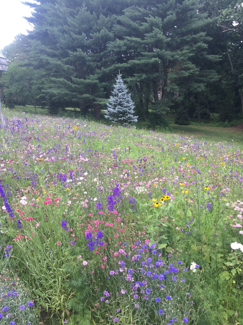 A field of flowers in Pennsylvania