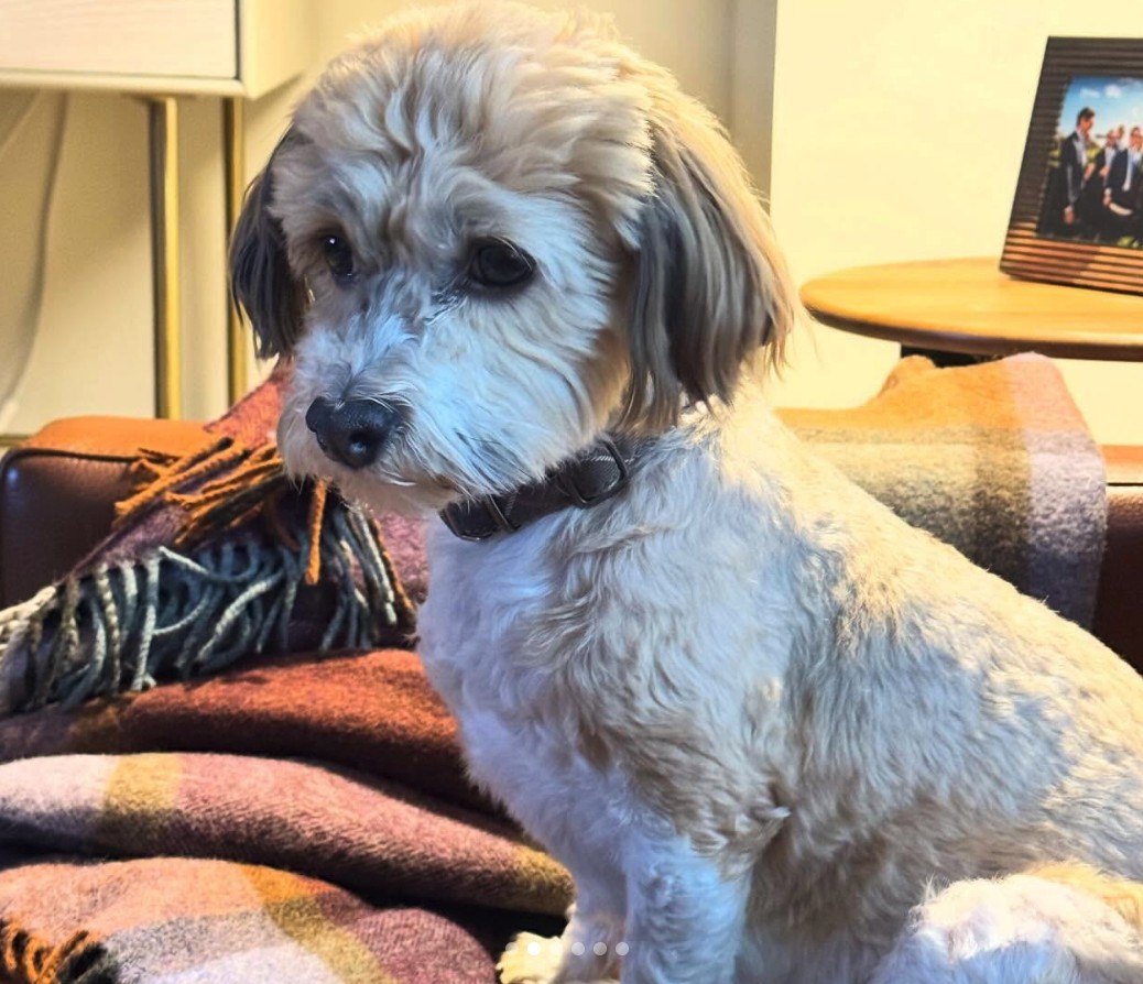 Alyssa Farah Griffin's dog pictured at "The View" host's home