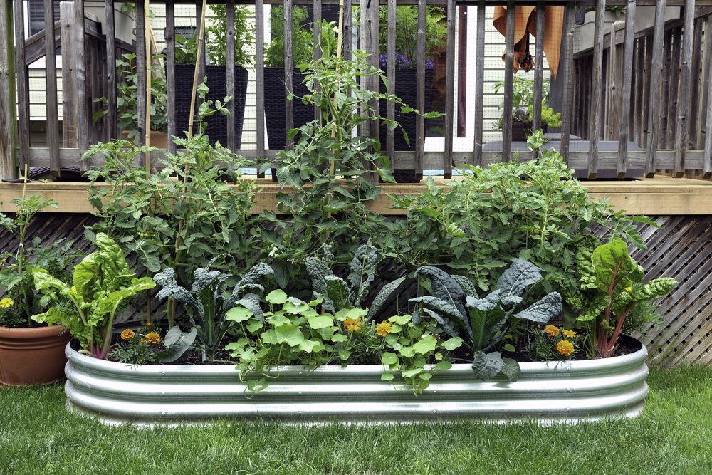 Vegetables and flowers grow together in an edible garden inside a galvanized metal raised bed. Concept of portable gardens for renters, and gardening for health.