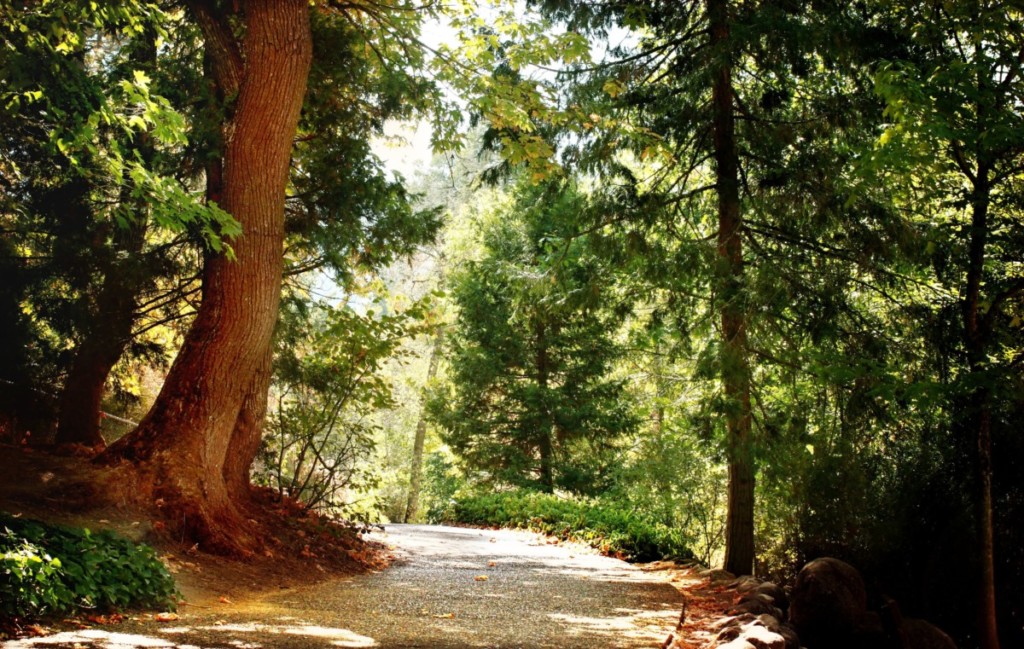 forest in oregon