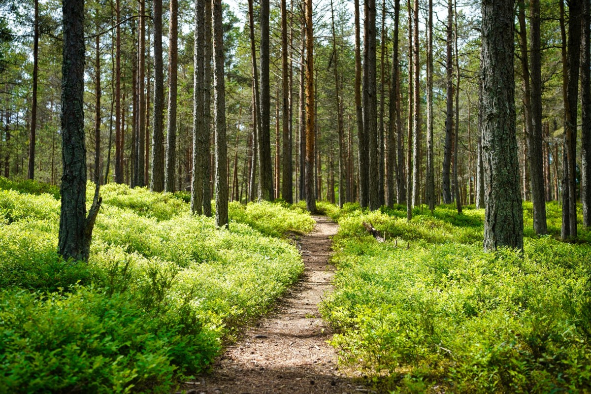 Forest trail walkway