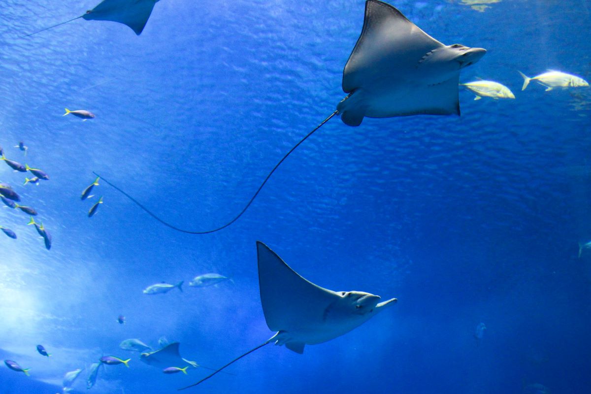 marine life in an aquarium