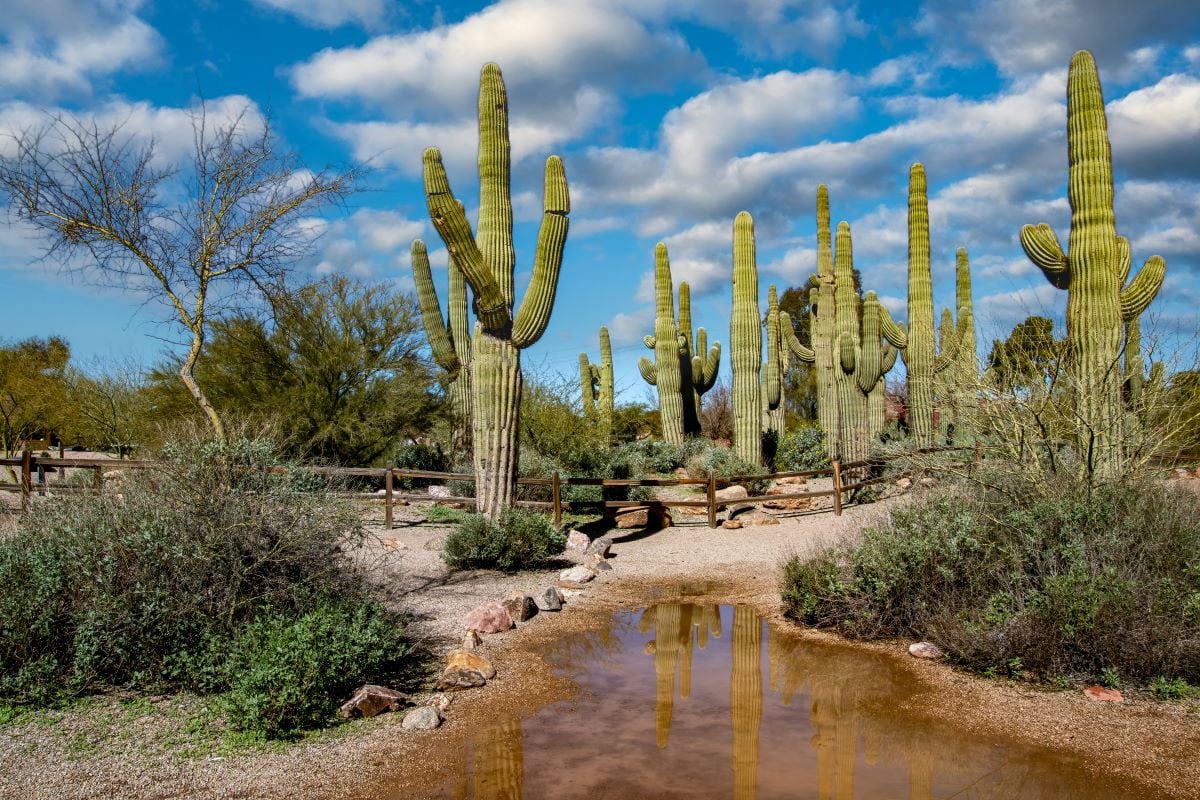 cacti next to a pond