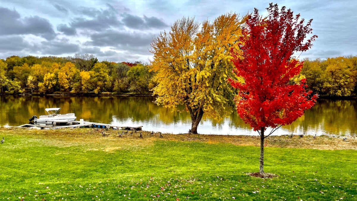 park with lake and trees in illinois