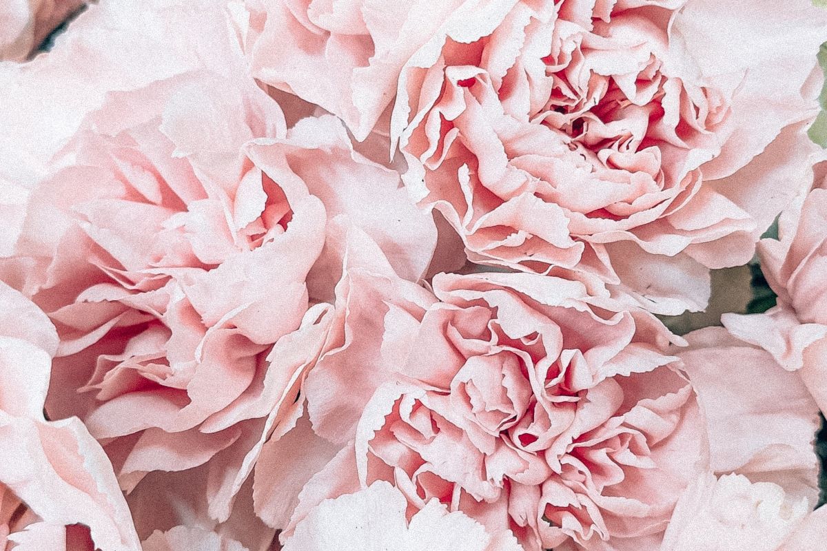 indiana peony festival