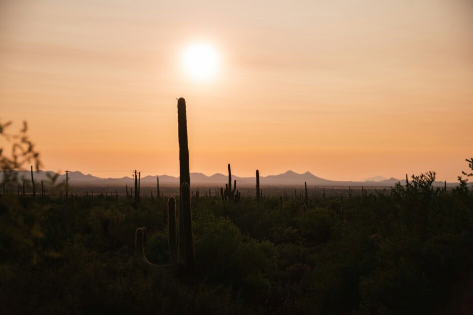 Saguaro National Park is an essential thing to do in Tucson.