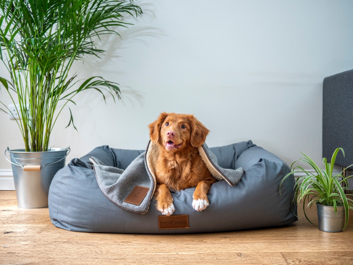 best-pets-for-apartments-4