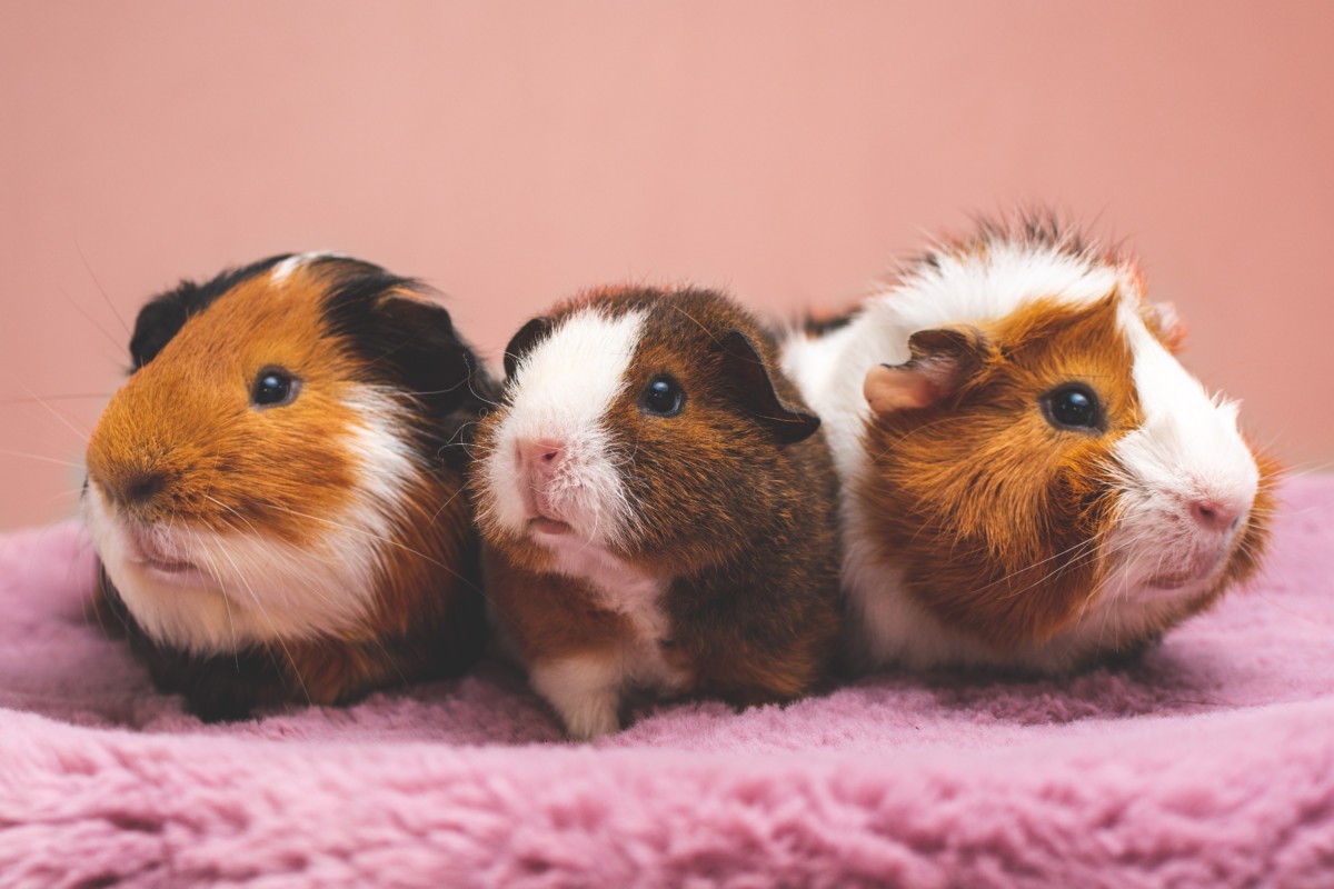 best-pets-for-apartments-5