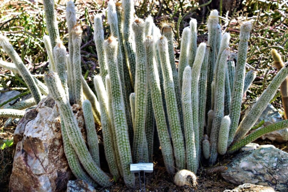 There are so many cactuses all over Tucson.