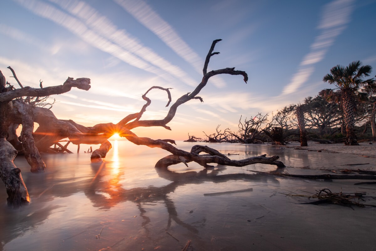 jekyll island driftwood beach in georgia