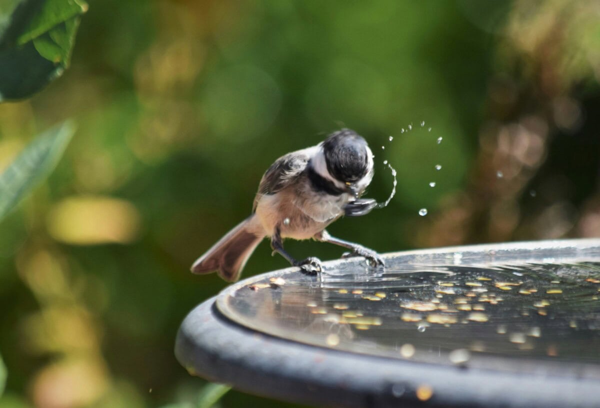 Bird bath