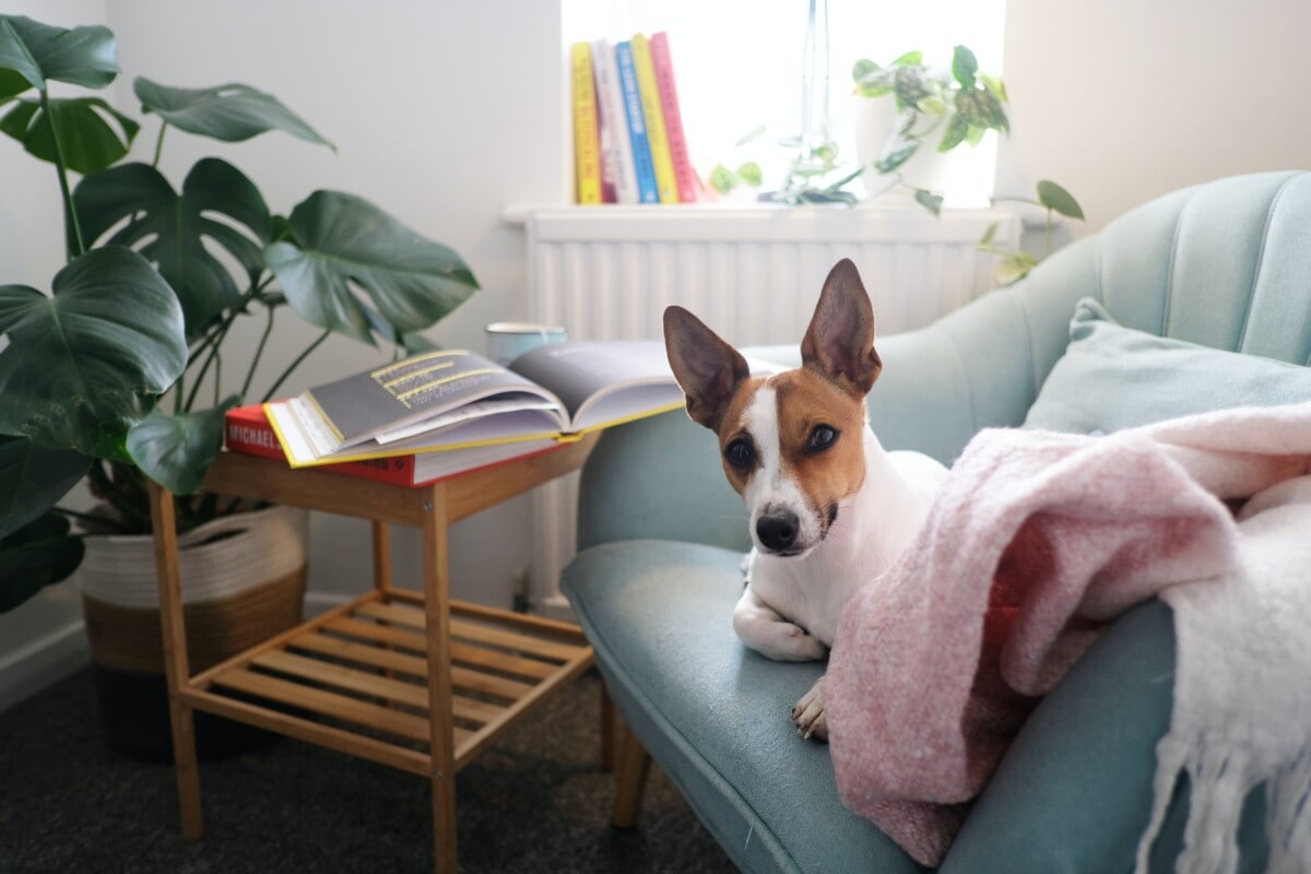 A dog on a couch