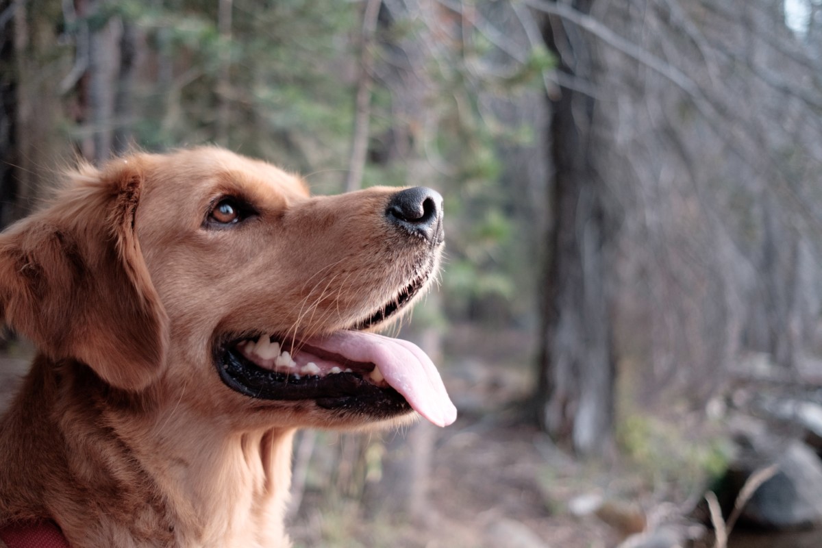 best-pets-for-apartments-6