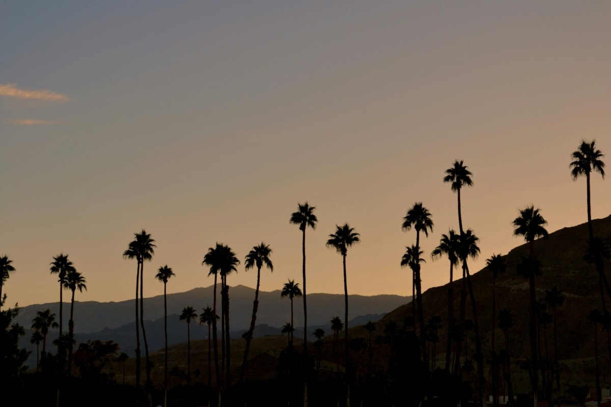 Palm trees 