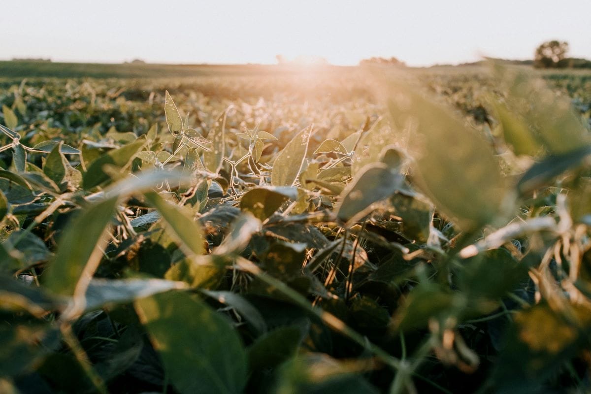 agriculture is a major illinois industry