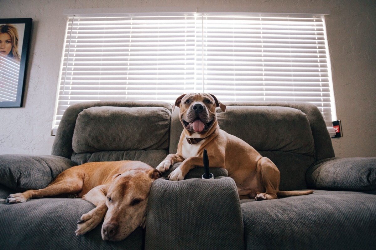 Two dogs on a couch