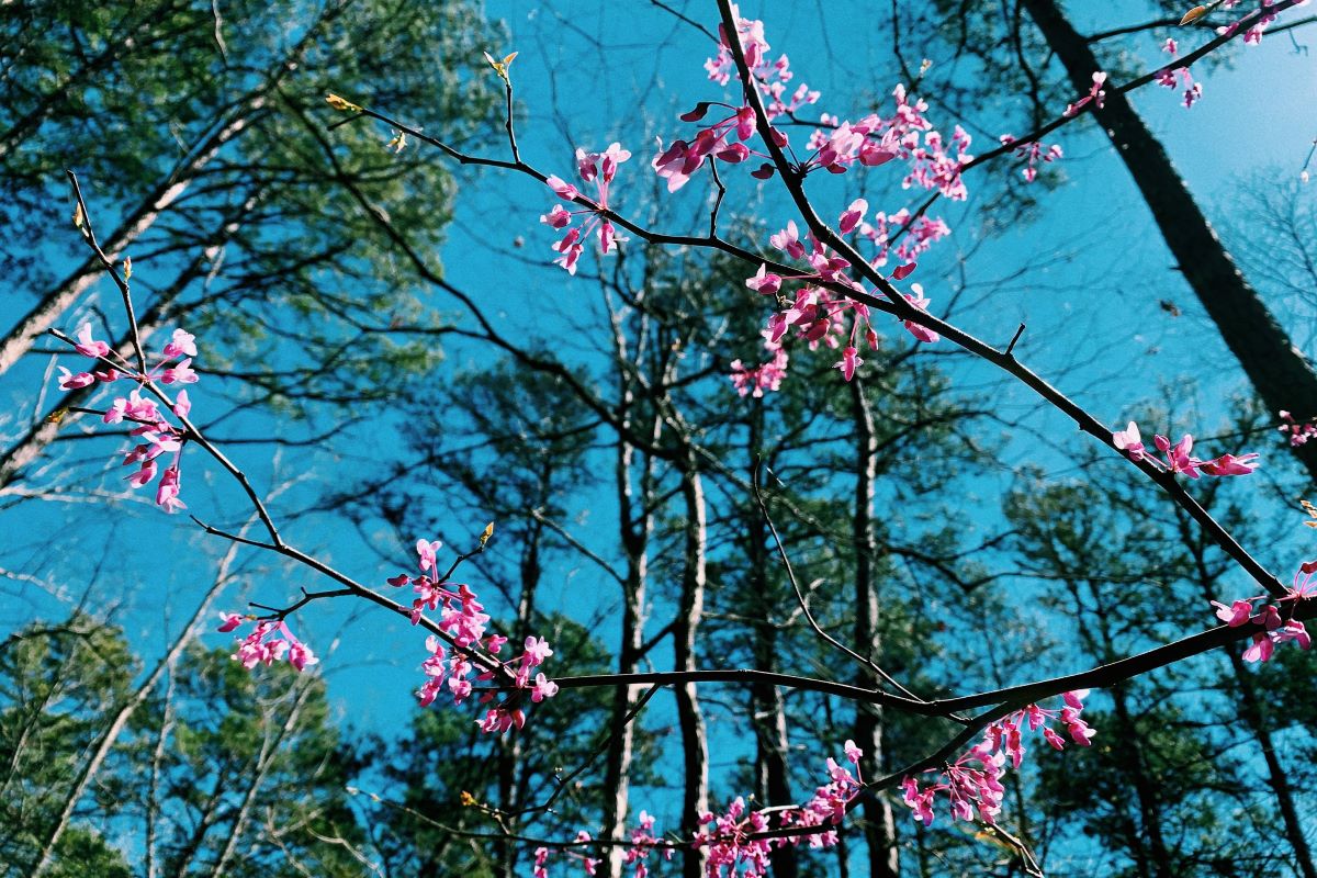 trees at pinnacle mountain state park