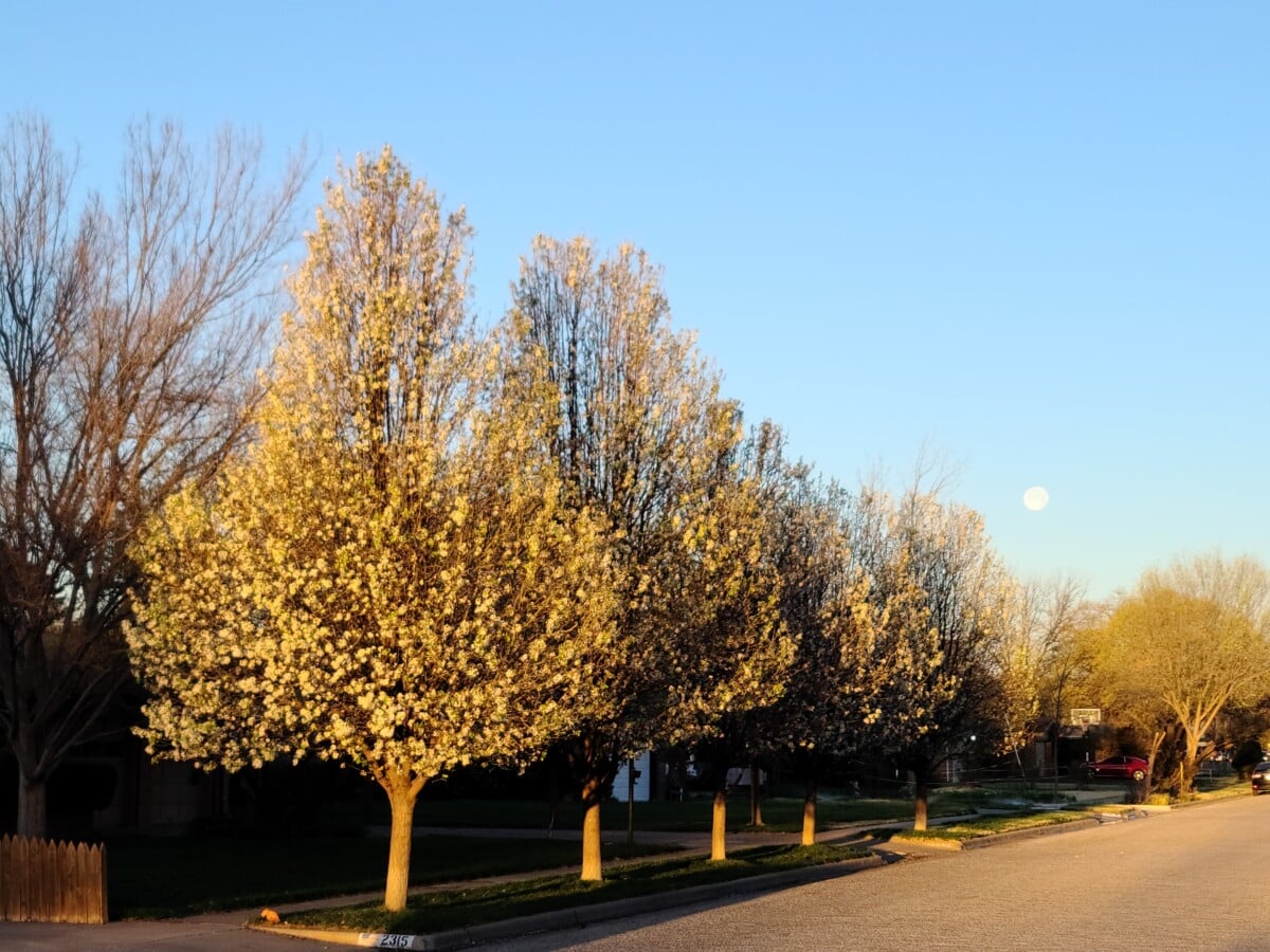 residential street with trees in lubbock texas