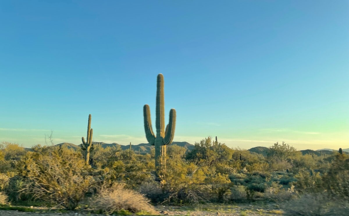 catcus in maricopa county