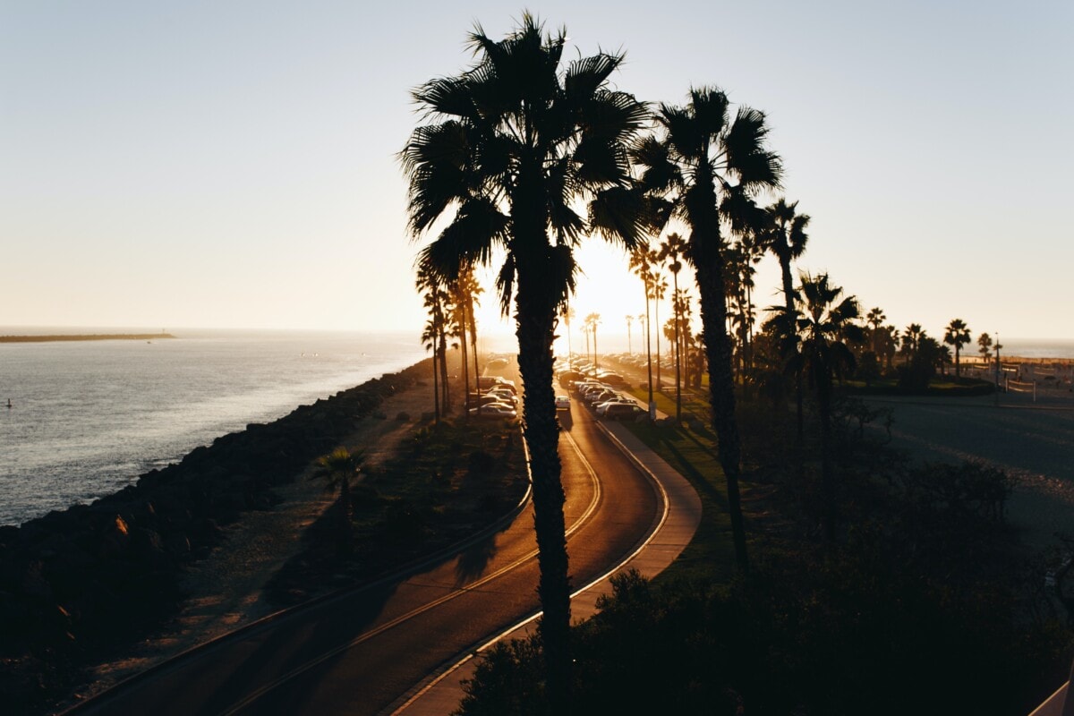 palm trees at sunset