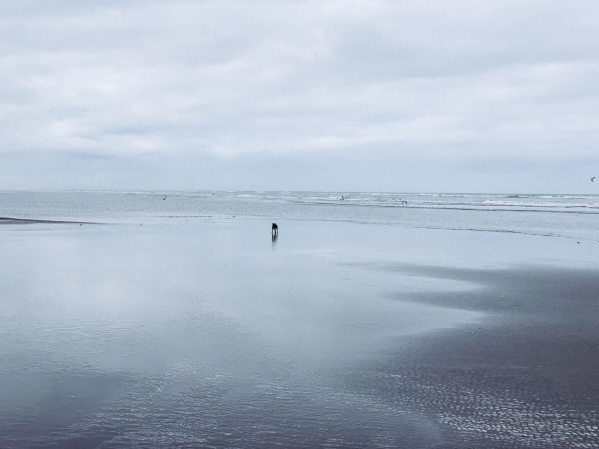 cloudy beach with a dog running in moclips