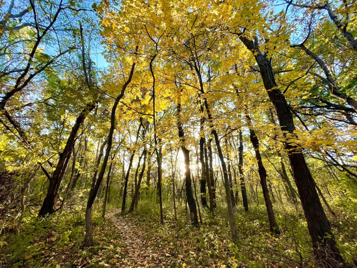 trees in a wooded area with blue sky