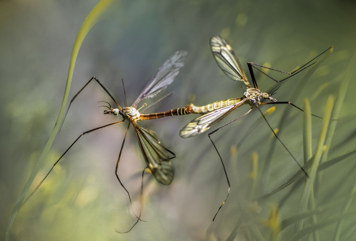 how to get rid of mosquitoes in yard