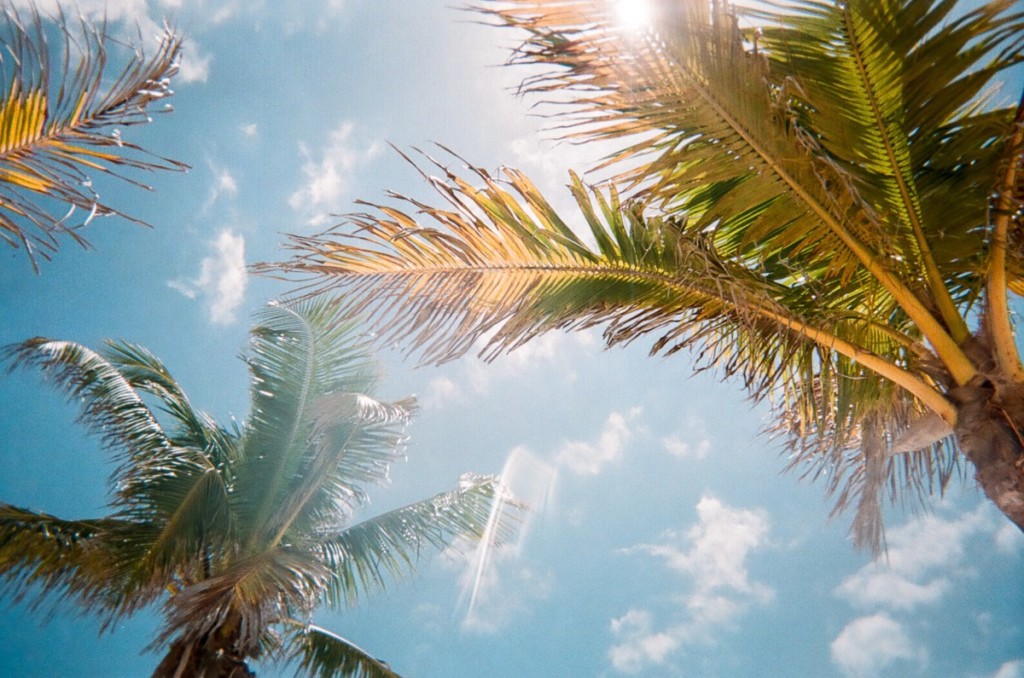 view of palm trees against blue sky
