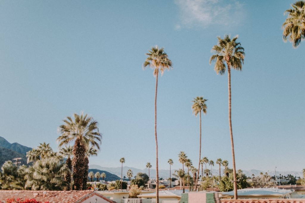 view of palm trees in cities near long beach
