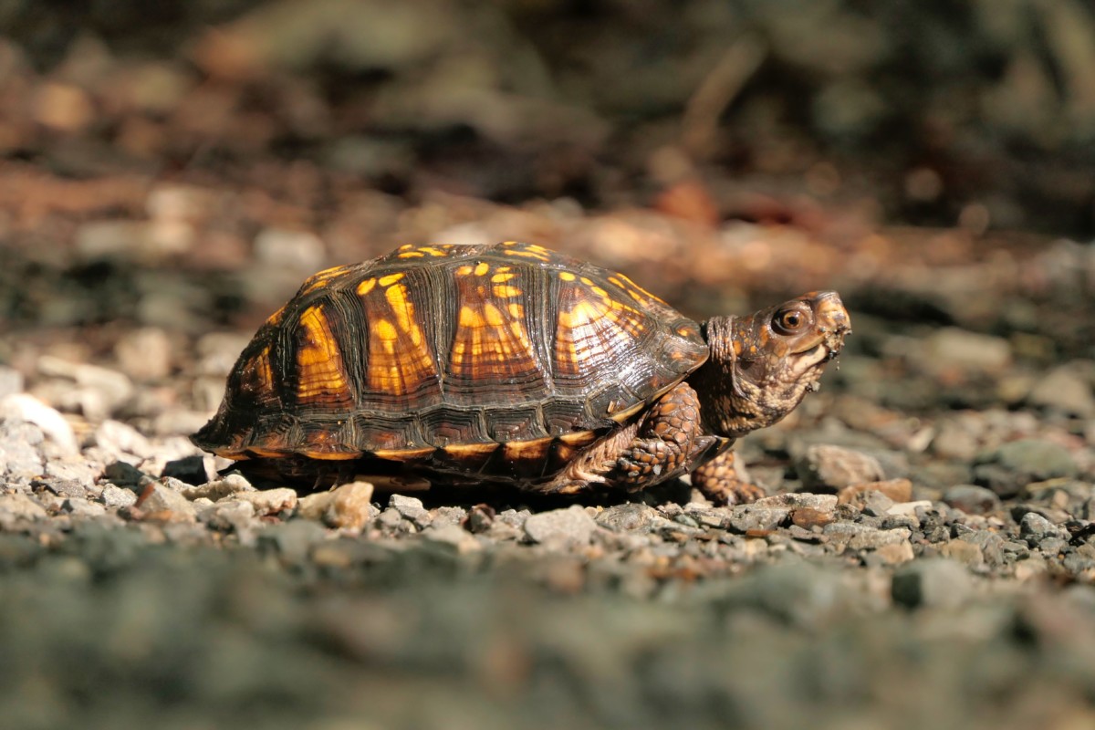 turt