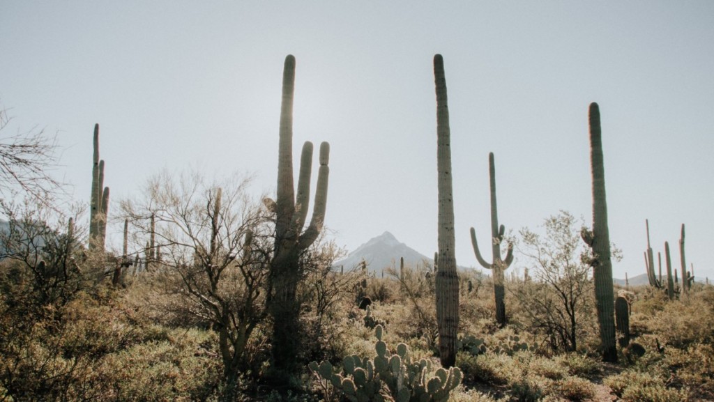 saugaros in arizona desert