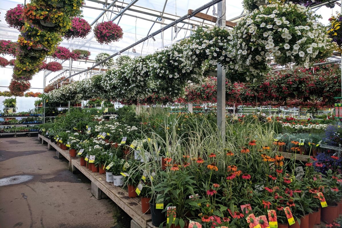 budget small garden ideas:  buy plants at local nurseries