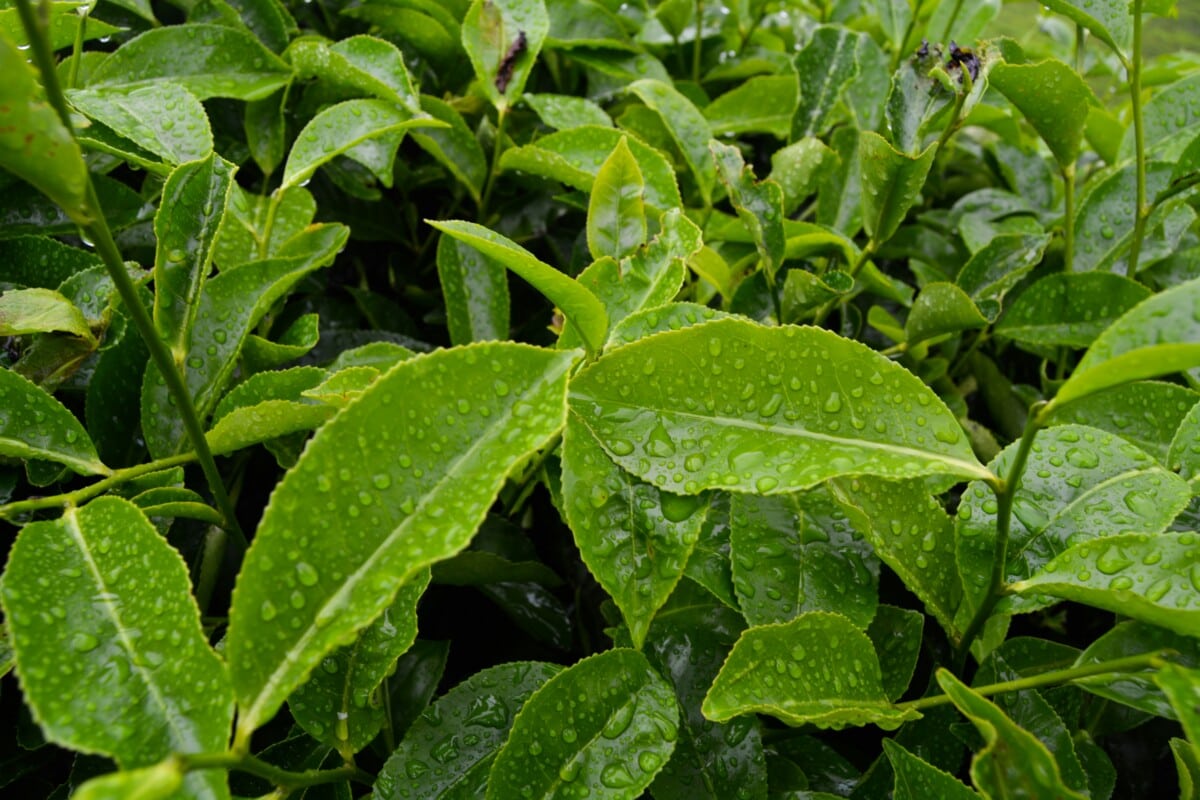 Tea tree leaves