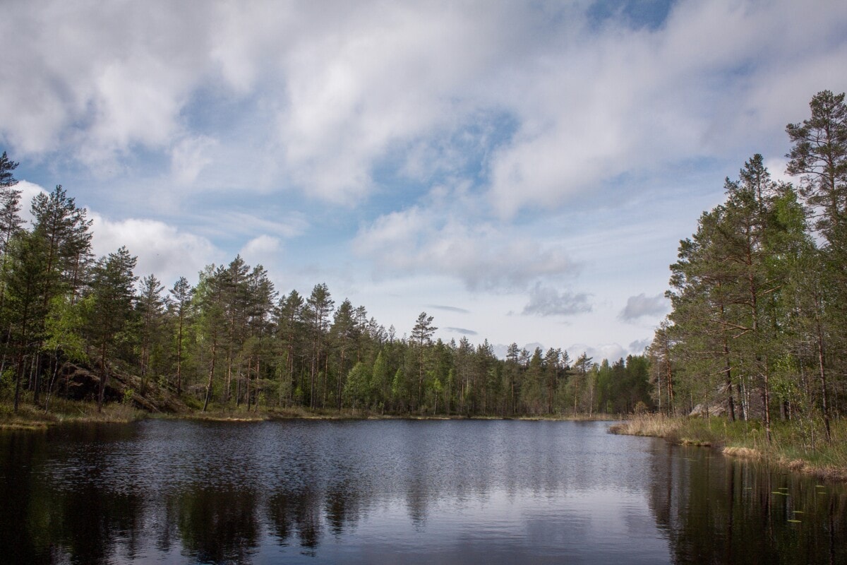 Still lake surrounded by trees