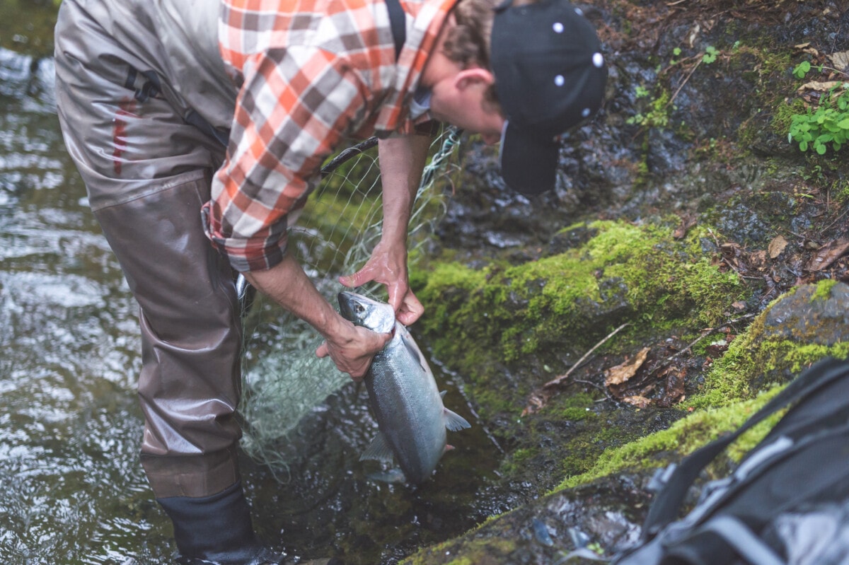 Salmon in Alaska