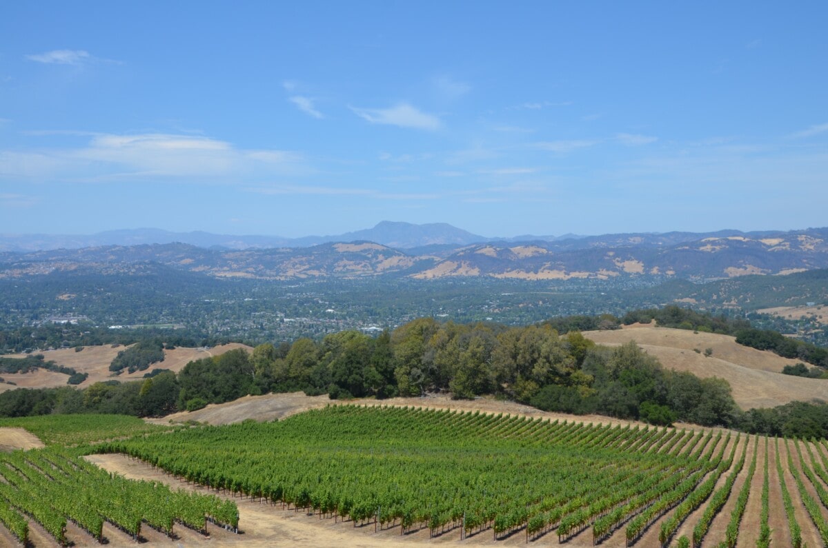 vineyards in santa rosa ca