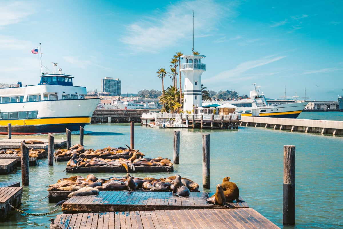 sea lions waterfront san francisco ca