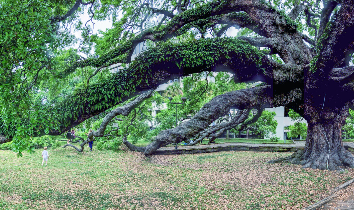 treaty oak park jacksonville fl