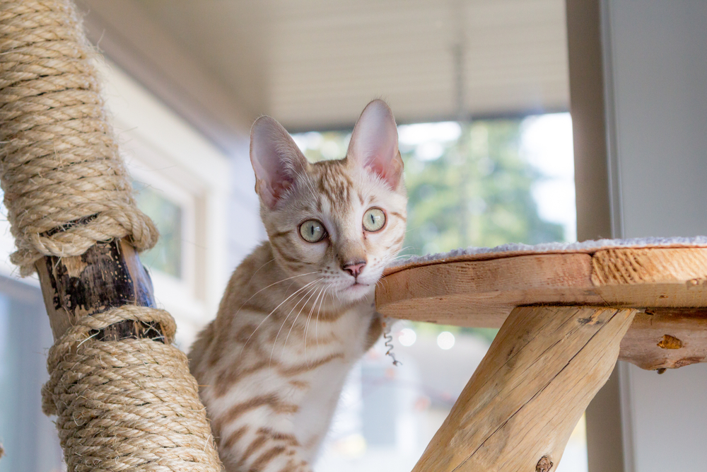 bengal cat playing on diy cat tree