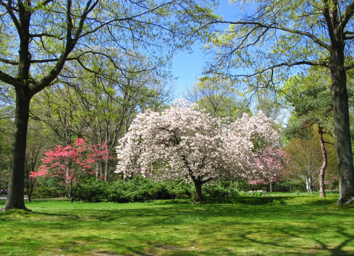 Dogwood Arts Festival dogwood trees in a park