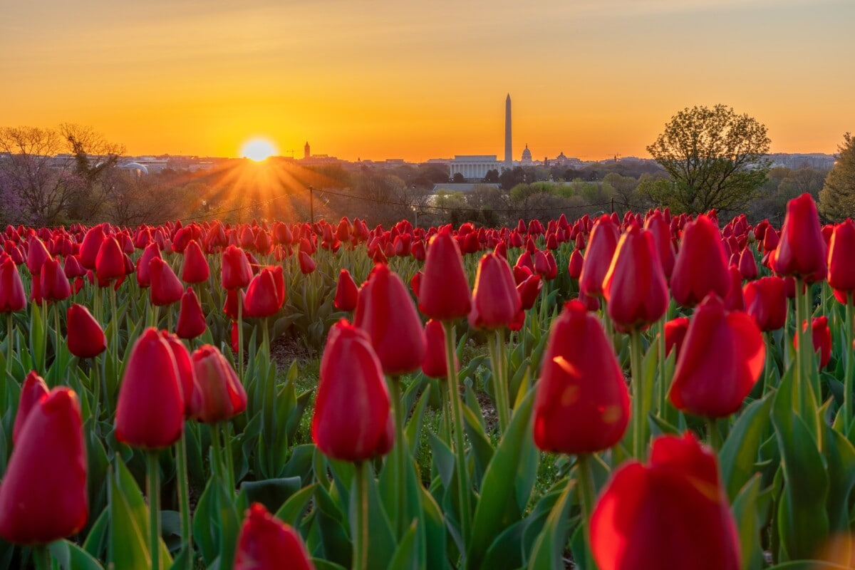 tulip fields arlington va