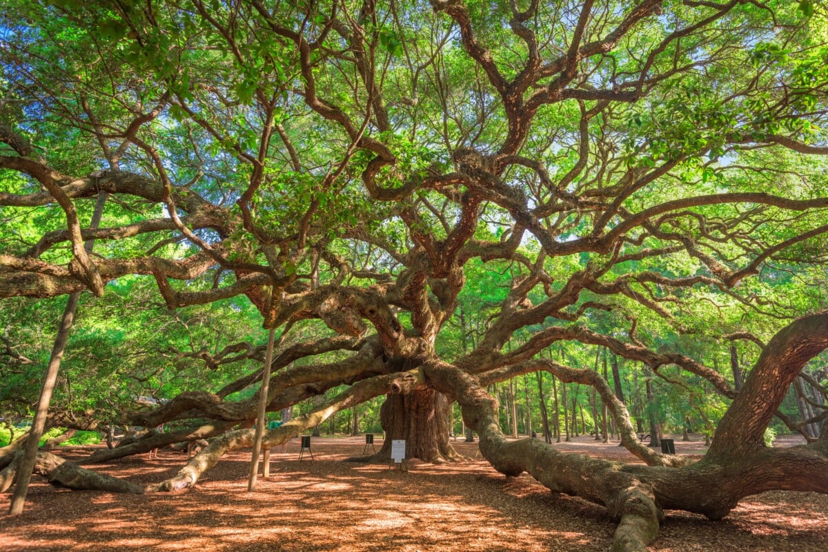 angel oak park charleston