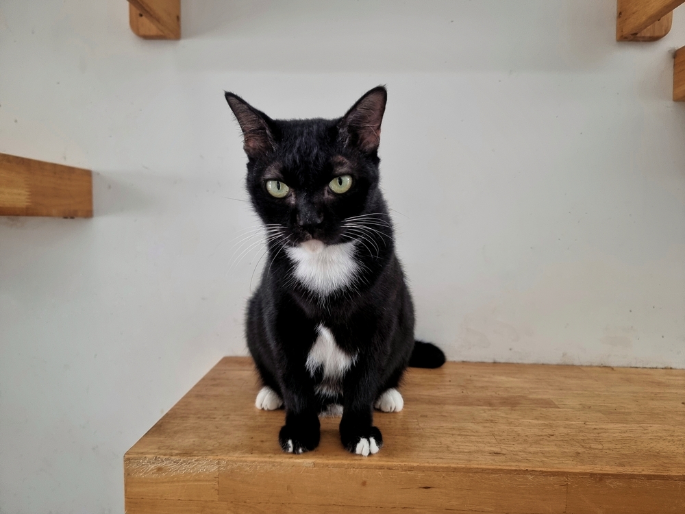 cat standing on diy wallscapes