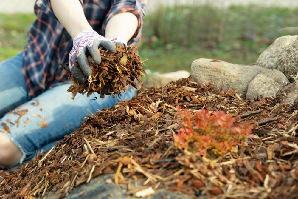 adding mulch to yard for healthy plants