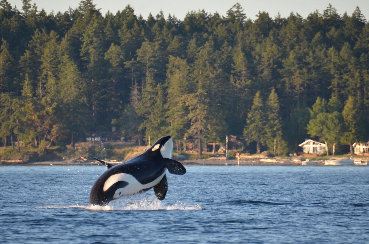 whale watching killer whale in seattle puget sound