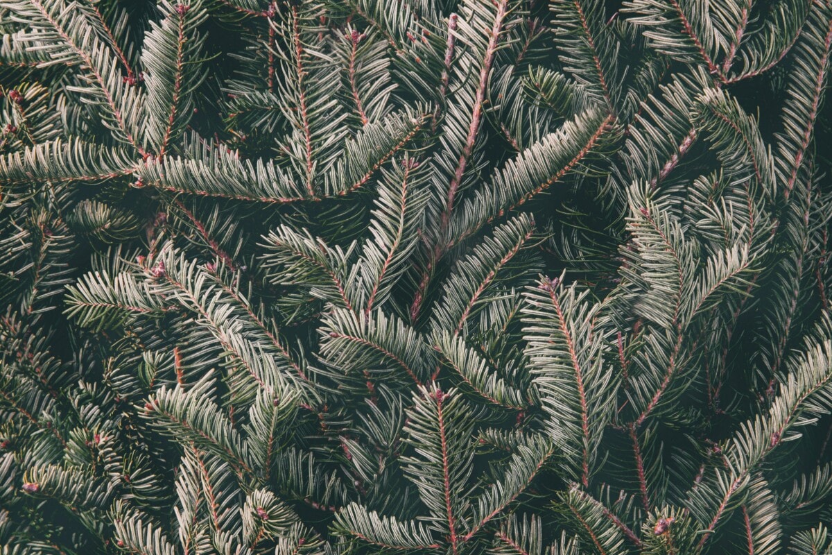 Fraser fir