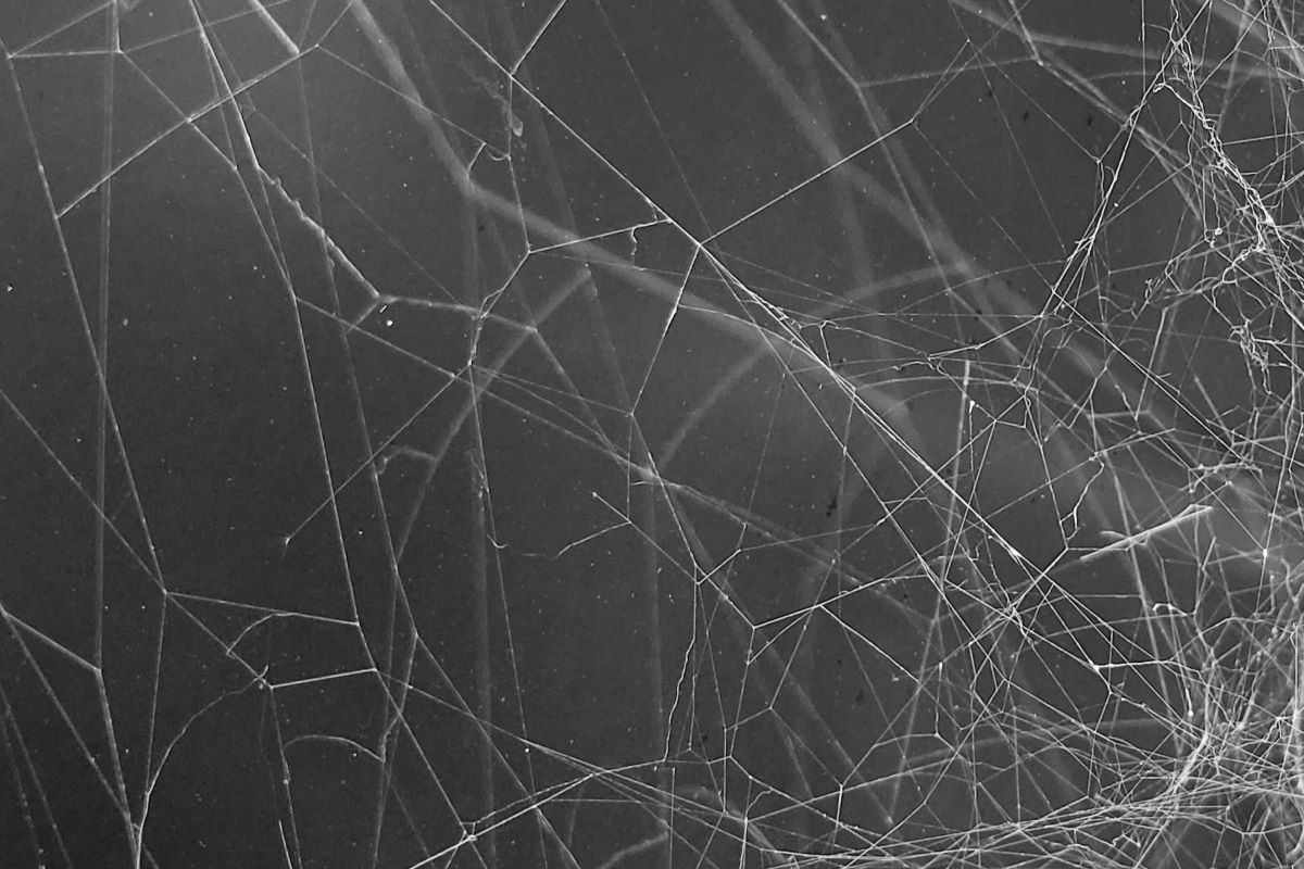 spider web