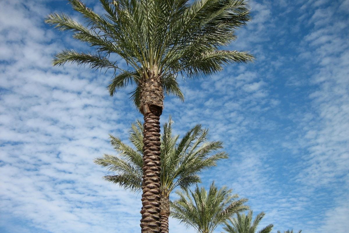 palm trees in st petersburg