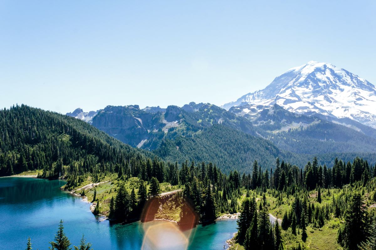 forest with mt rainier in the background